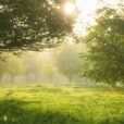 allergy season preparation tips